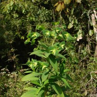 Euphorbia rothiana Spreng.